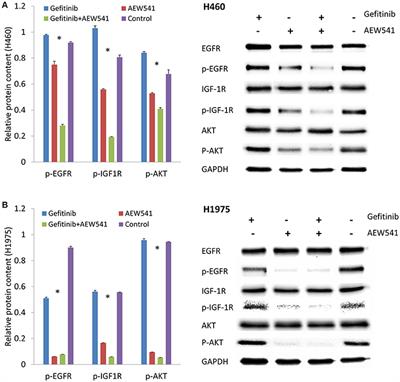 MiR-30a-5p Overexpression May Overcome EGFR-Inhibitor Resistance through Regulating PI3K/AKT Signaling Pathway in Non-small Cell Lung Cancer Cell Lines